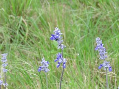 Salvia farinacea