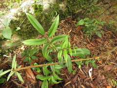 Zanthoxylum quinduense