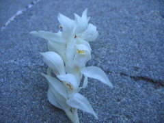 Cephalanthera austiniae