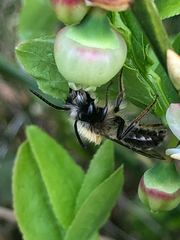 Andrena lapponica