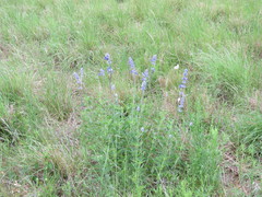 Salvia farinacea