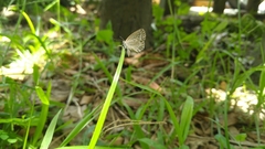 Pseudozizeeria maha okinawana