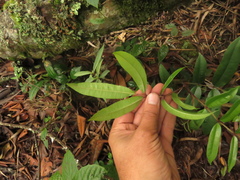 Zanthoxylum quinduense