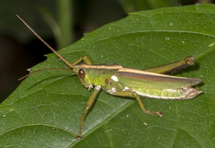 Agriacris basalis