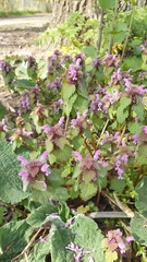 Lamium purpureum