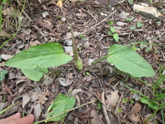 Arum elongatum