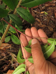 Zanthoxylum quinduense