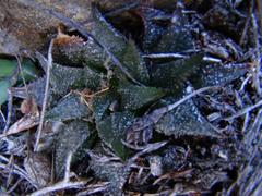 Haworthia mirabilis