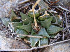 Haworthia mirabilis