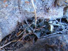 Haworthia mirabilis