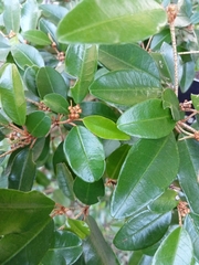 Croton pseudopulchellus