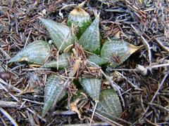 Haworthia mirabilis