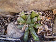Haworthia mirabilis