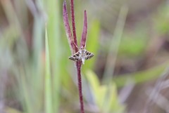 Epipagis forsythae