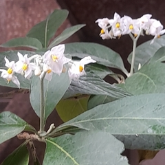 Solanum riparium