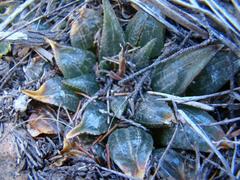Haworthia mirabilis