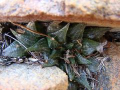 Haworthia mirabilis