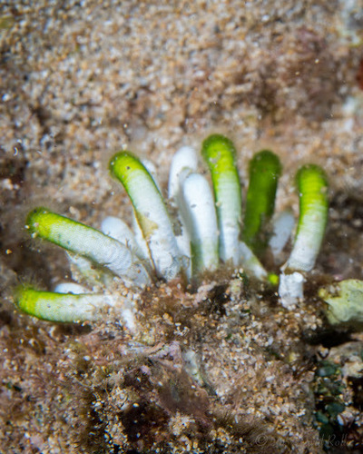 Representative image of Dasycladaceae