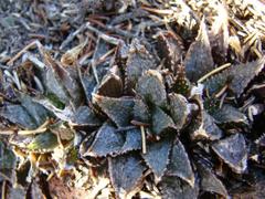Haworthia mirabilis