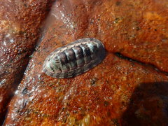 Rhyssoplax polita