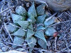 Haworthia mirabilis