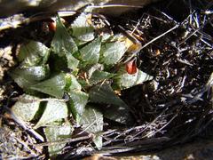 Haworthia mirabilis