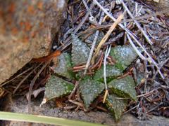 Haworthia mirabilis