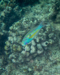 Thalassoma quinquevittatum
