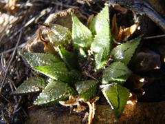 Haworthia mirabilis
