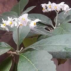 Solanum riparium