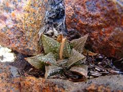 Haworthia mirabilis