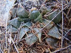 Haworthia mirabilis