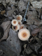 Marasmius cohaerens lachnophyllus