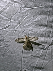 Neochauliodes formosanus