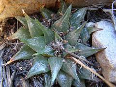 Haworthia mirabilis