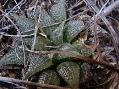 Haworthia mirabilis