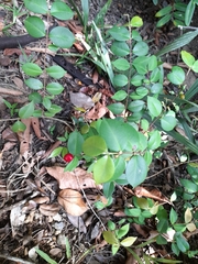 Magnoliopsida