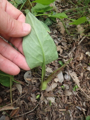Arum elongatum