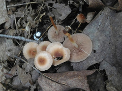 Marasmius cohaerens lachnophyllus