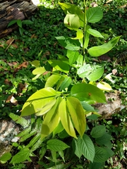 Magnoliopsida