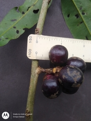 Pseudoxandra polyphleba