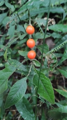 Solanum pseudocapsicum
