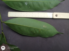 Pseudoxandra polyphleba