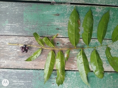 Pseudoxandra polyphleba