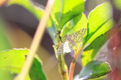 Pseudopyrausta santatalis