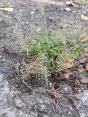 Poaceae