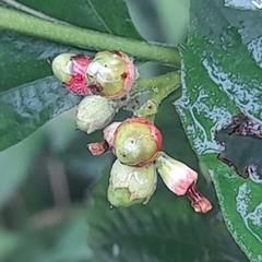Varronia dichotoma