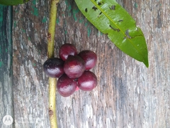 Pseudoxandra polyphleba