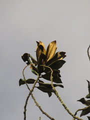 Ocotea sericea