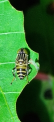 Eristalinus arvorum